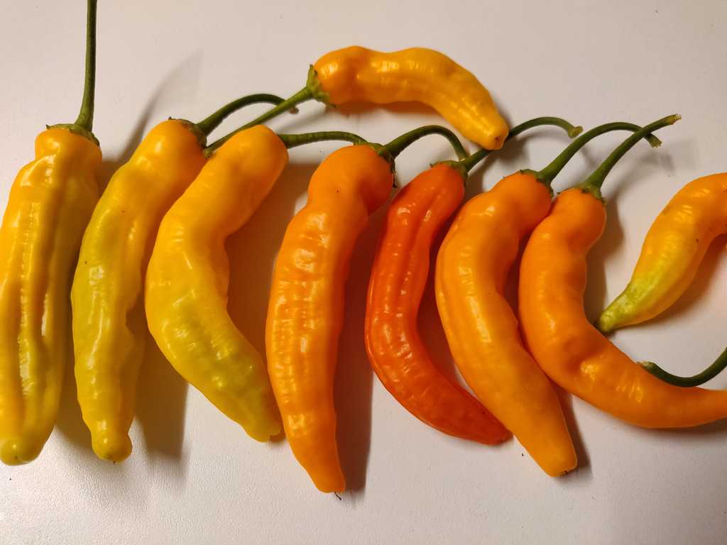 Chili Aji Ahuachapan orange 2.500-5.000 Scoville