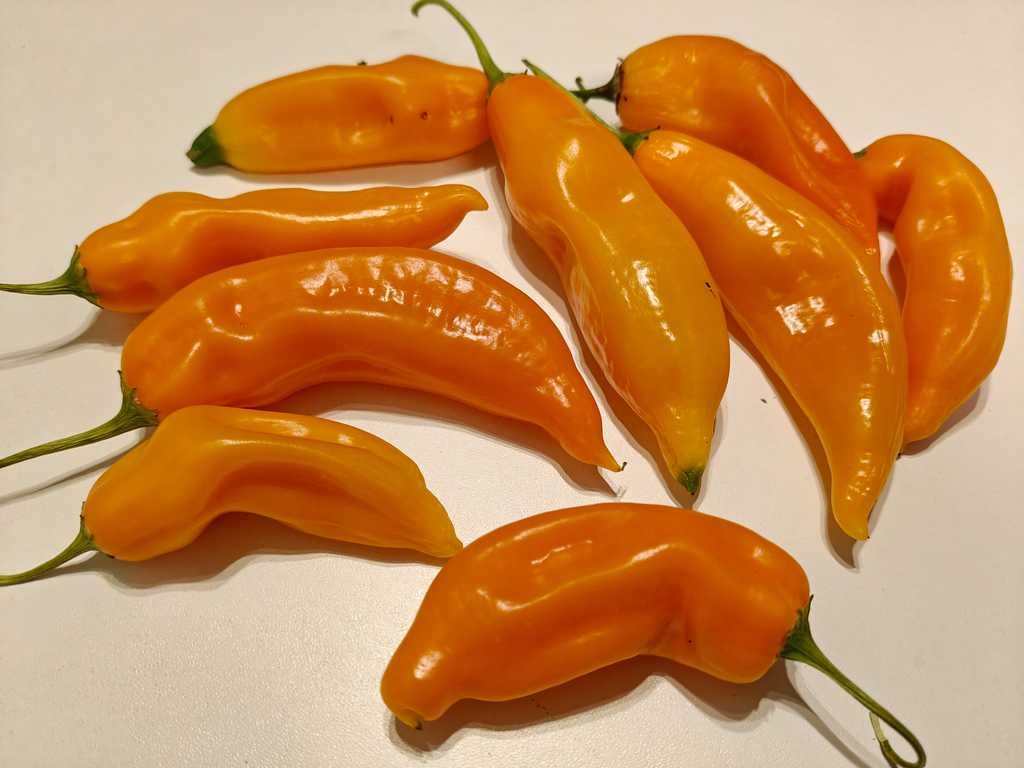 Chili Aji Amarillo 30 000–50 000 SHU