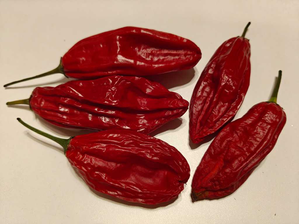 Chili Aji Chicotillo 2.000-5.000 SHU