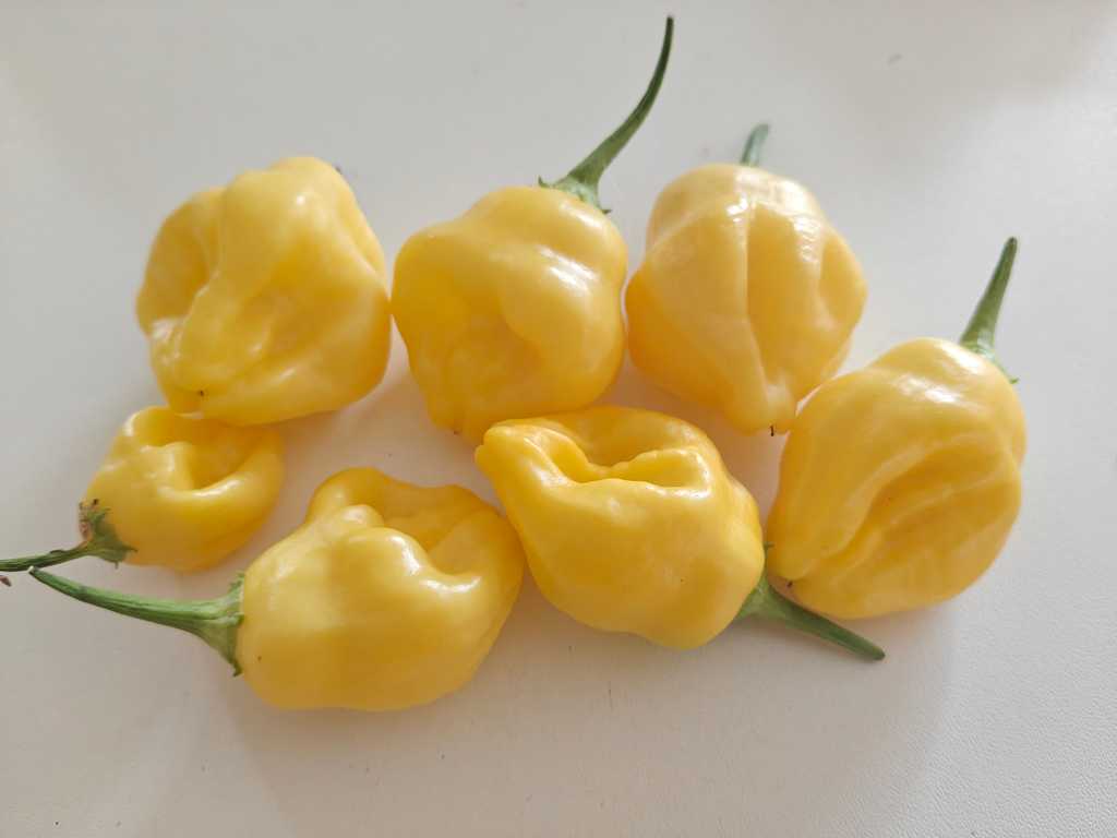 Chili Aji Fantasy 5-10,000 SHU