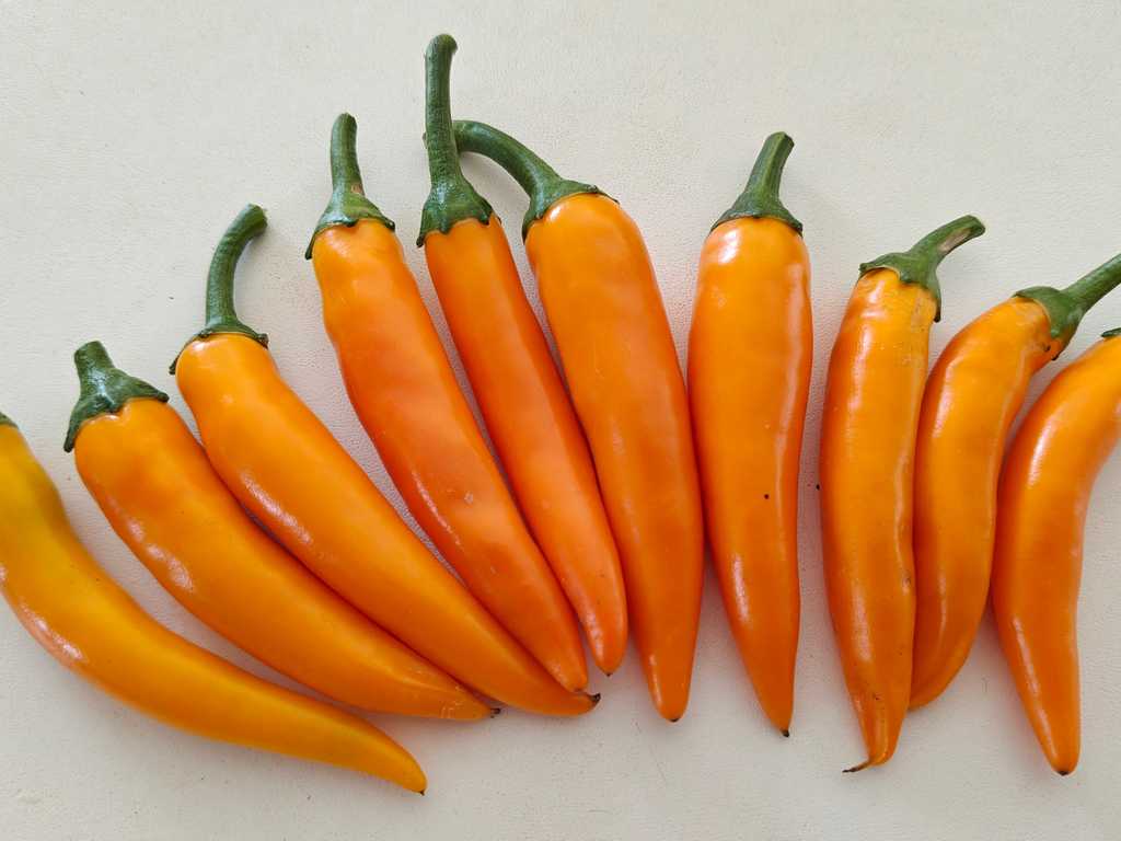 Chili Bulgarian Carrot 10,000-20,000 SHU