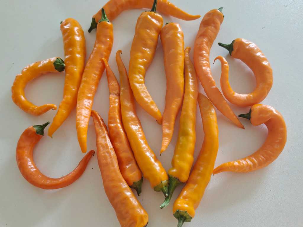 Chili Cayenne Orange 35.000 SHU