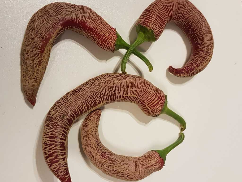 Chili Elephant Pepper, 1.000-5.000 Scoville