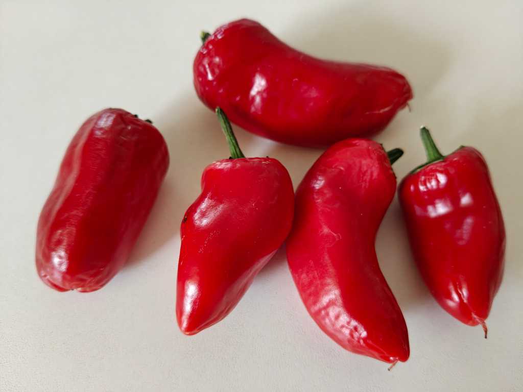 Chili Jalapeno Conchos 2 500 – 8 000 SHU