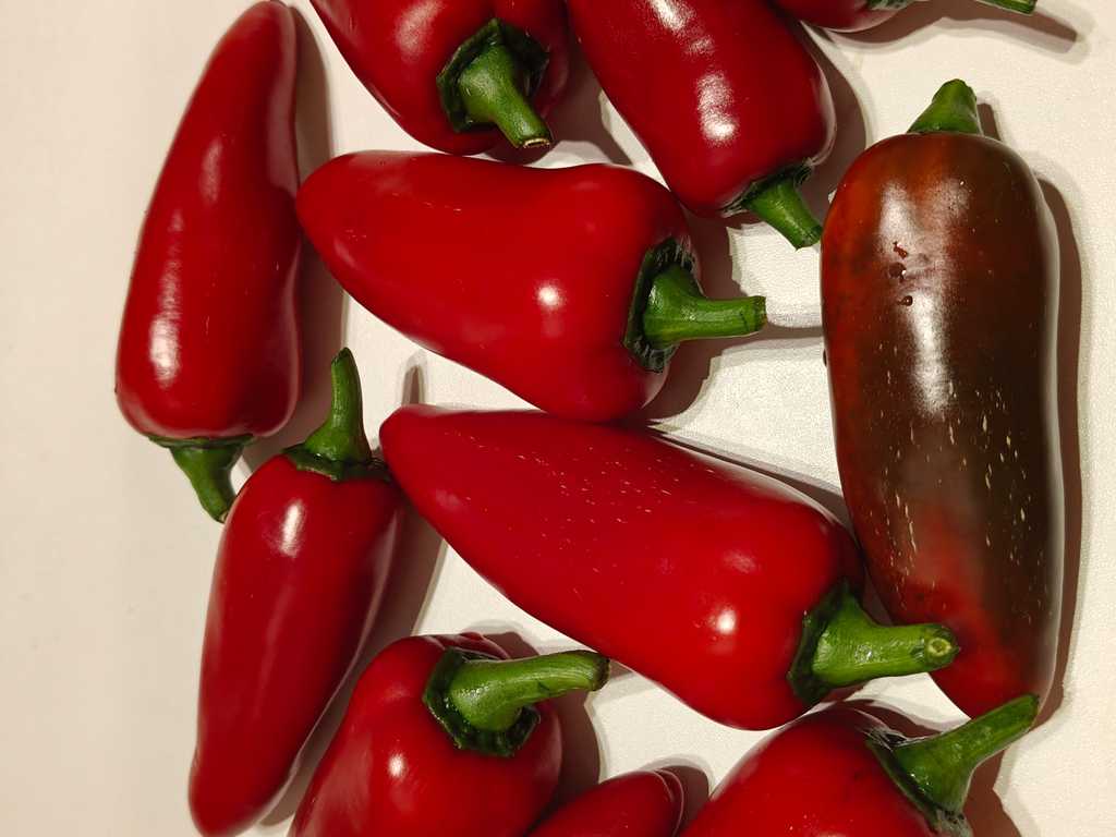 Chili Jalapeno Zapotec 2,5-10 000 SHU