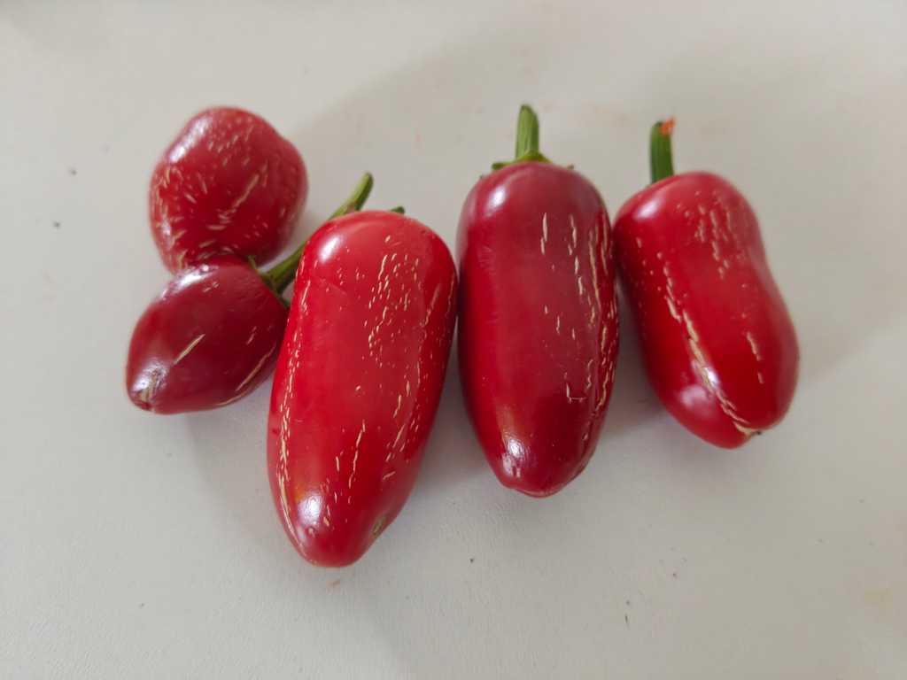 Chili Jalapeno Zapotec 2,5-10 000 SHU