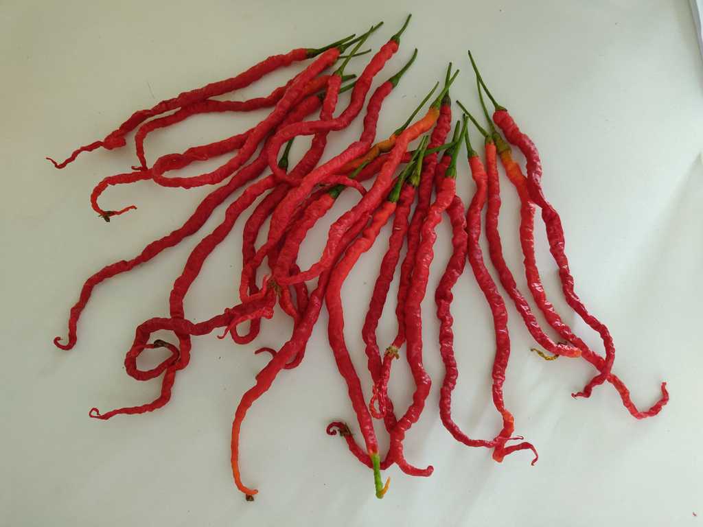 Chili Long Horn, 15.000-20.000 SHU