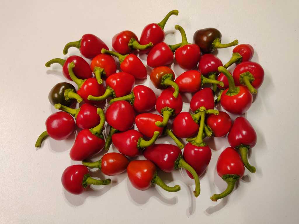 Chili Satan's Kiss, 30.000-50.000 SHU