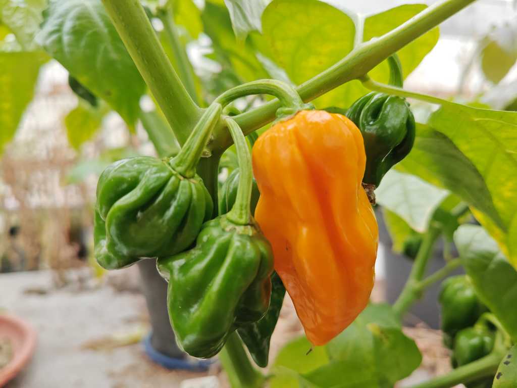 Chili Trinidad Scorpion Yellow Cardi 1 200 000–1 800 000 SHU 