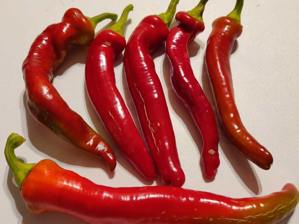 Chili Zizak, 1.500-3.500 SHU