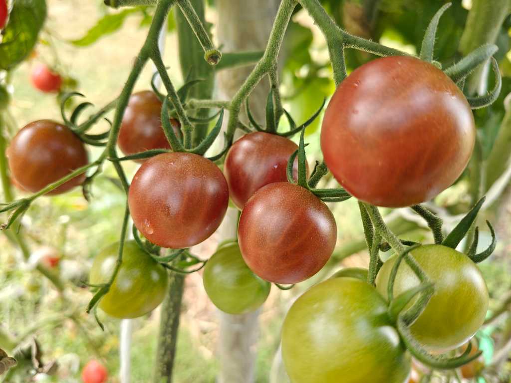 Chocolate cherry