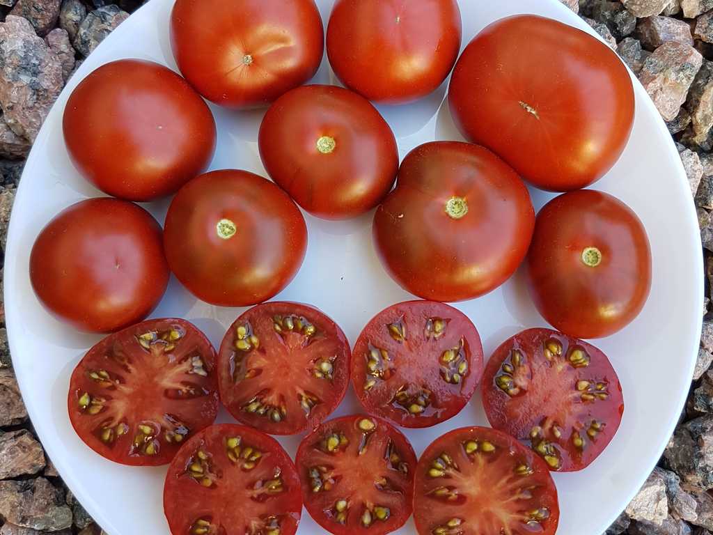 Chocolate Cherry Brownie Tomato