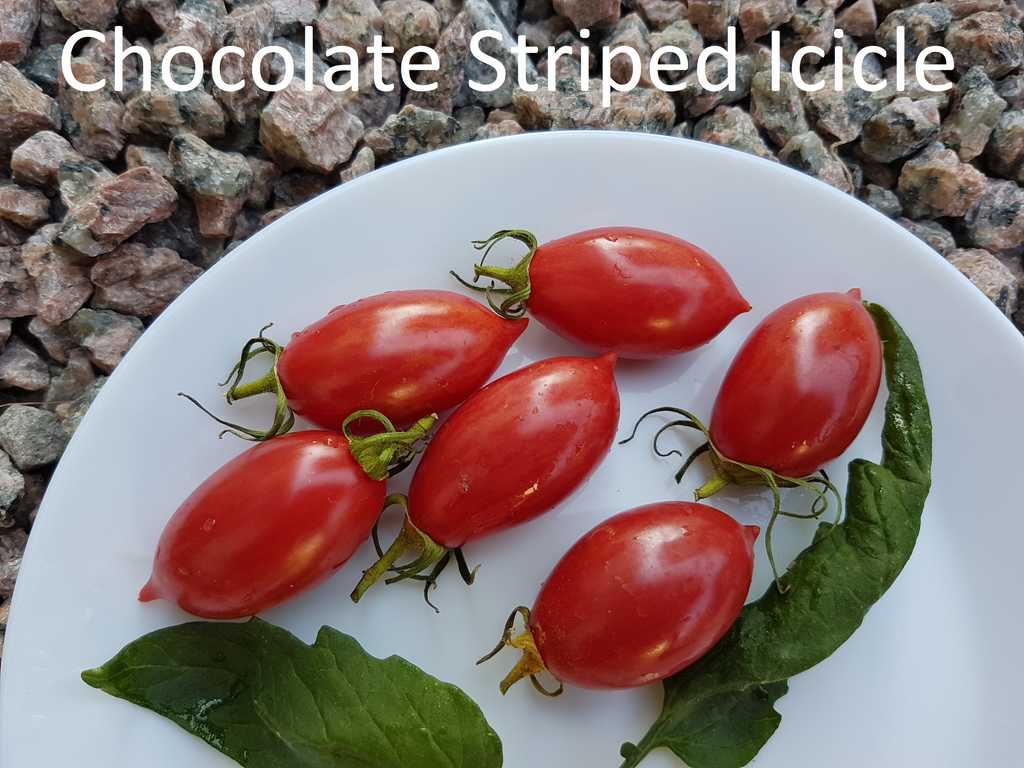 Chocolate Striped Icicle