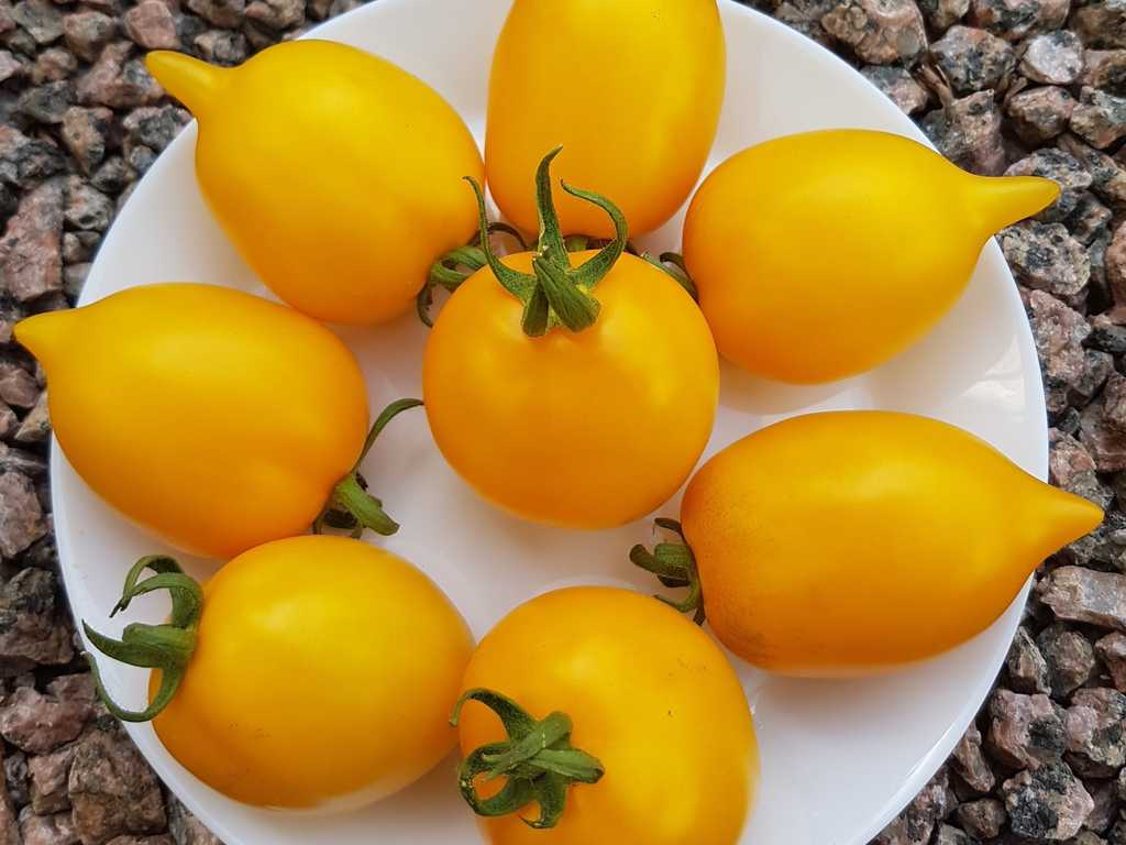 Tsitrosovyj Sad - Citrus Garden