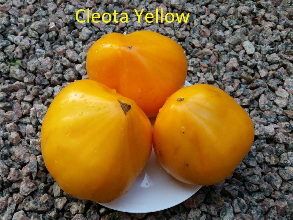 Cleota Yellow