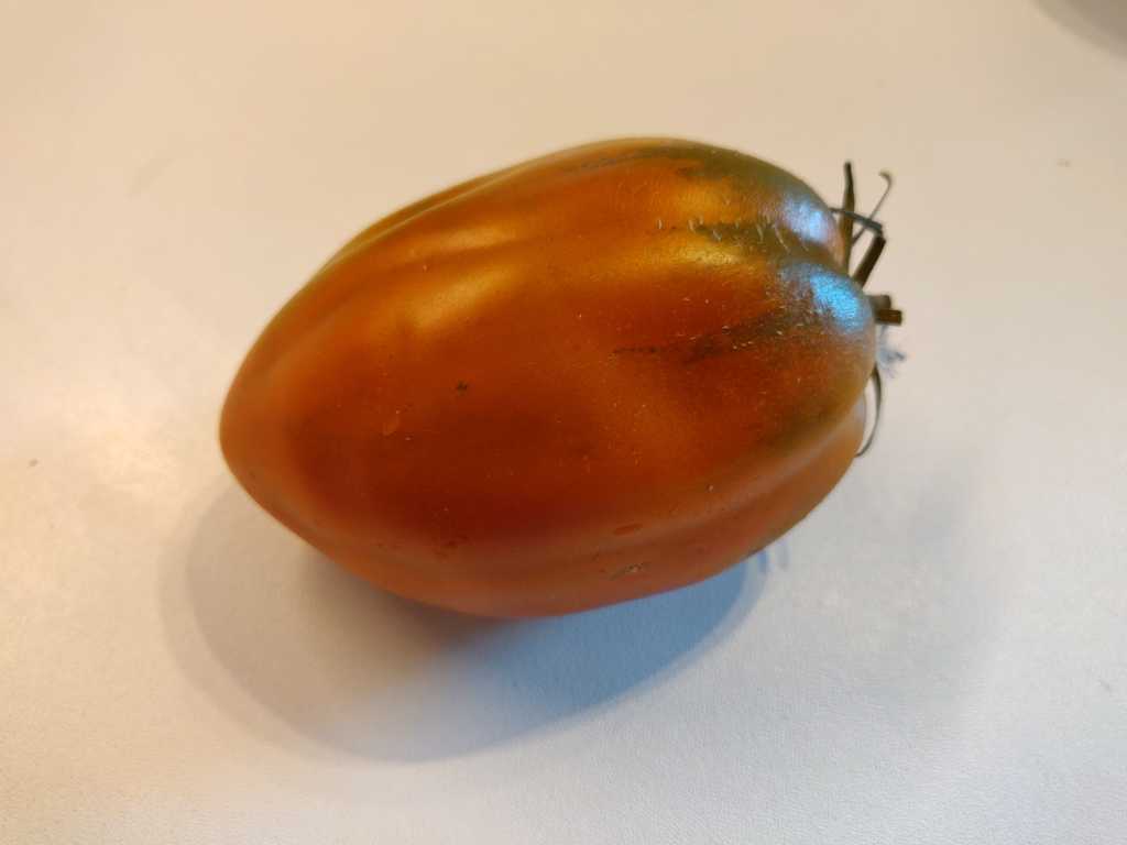 Cresta di Fuoco Ochre