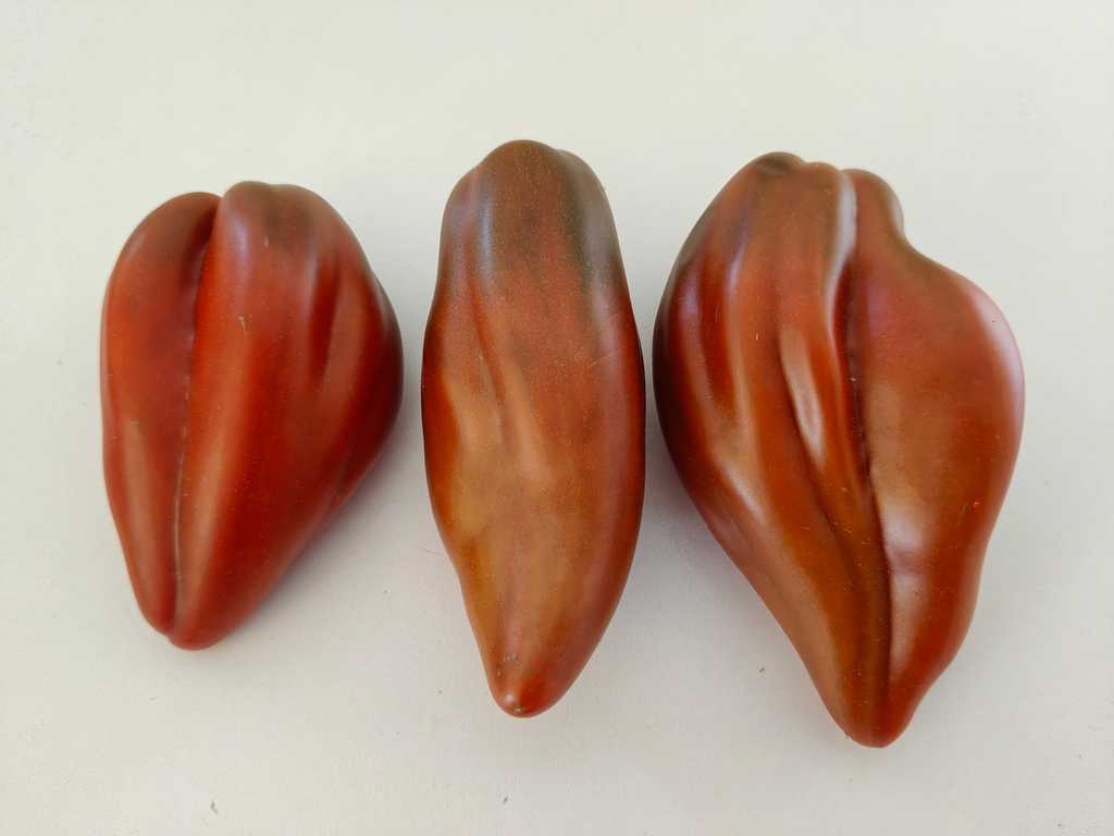 Cuban Pepper-like black