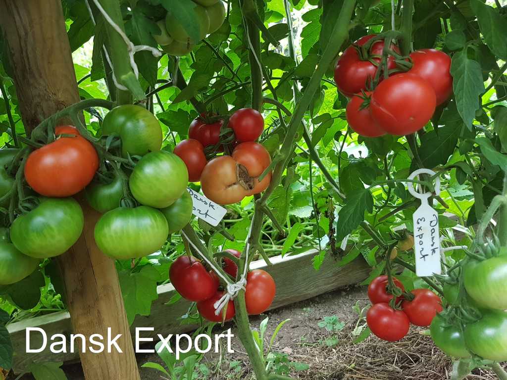 Dansk Export