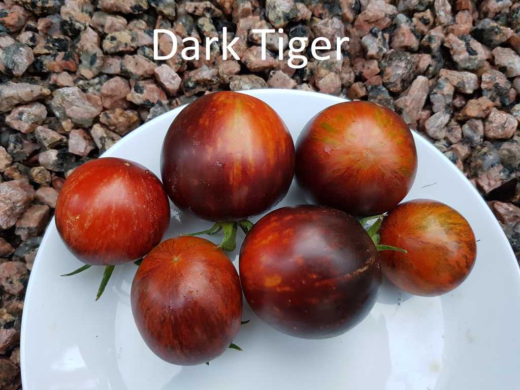 Dark Tiger