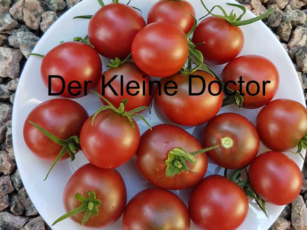 Der Kleine Doktor