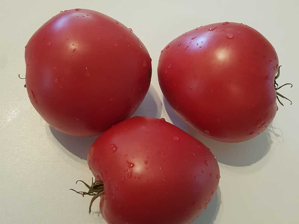 Domashneje Bychje Serdze 