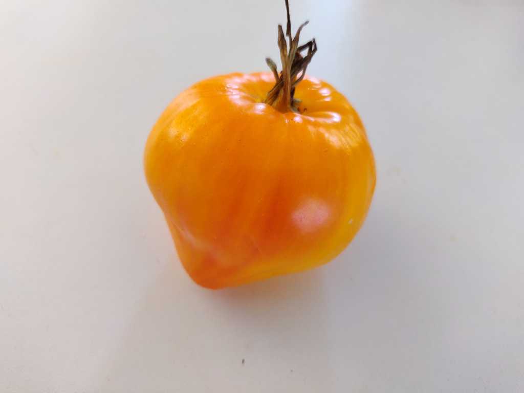 Domashnije Serdza Gonsiorovskih