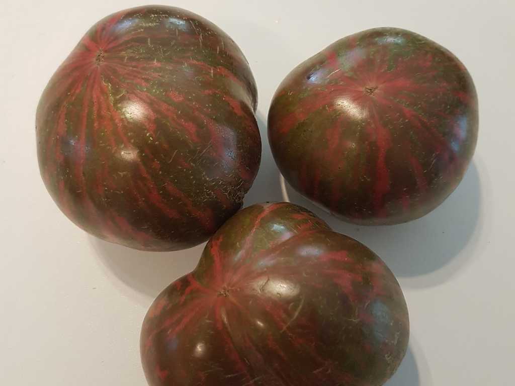 Dwarf Tennessee Suited