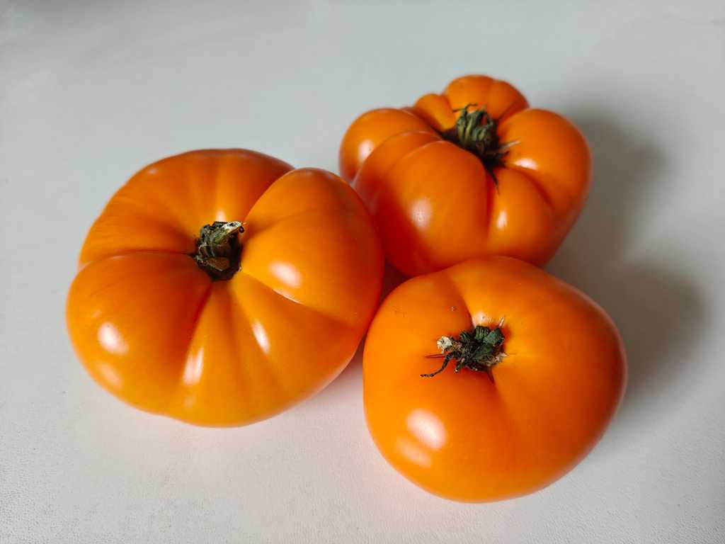 Dwarf Blazing Beauty