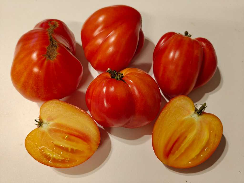 Dwarf Gloria's Treat