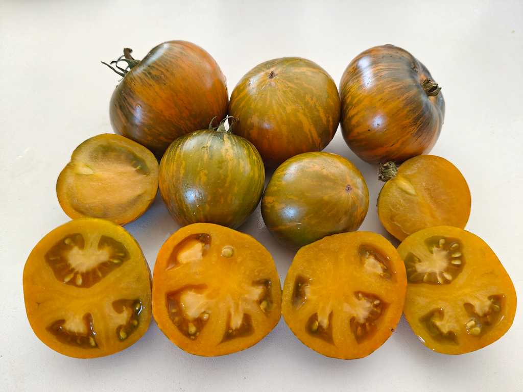 Dwarf Jeremy's Stripes