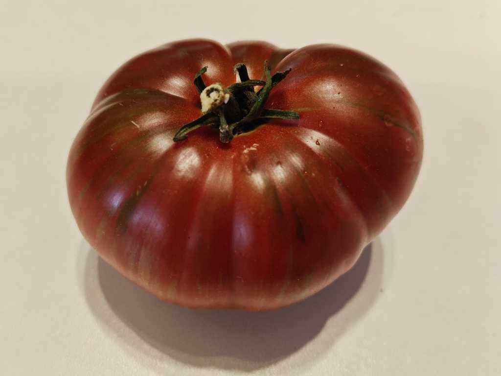 Dwarf Noah's Stripes 