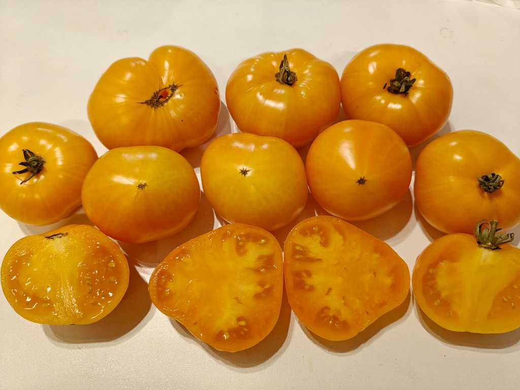 Dwarf Perfect Harmony 