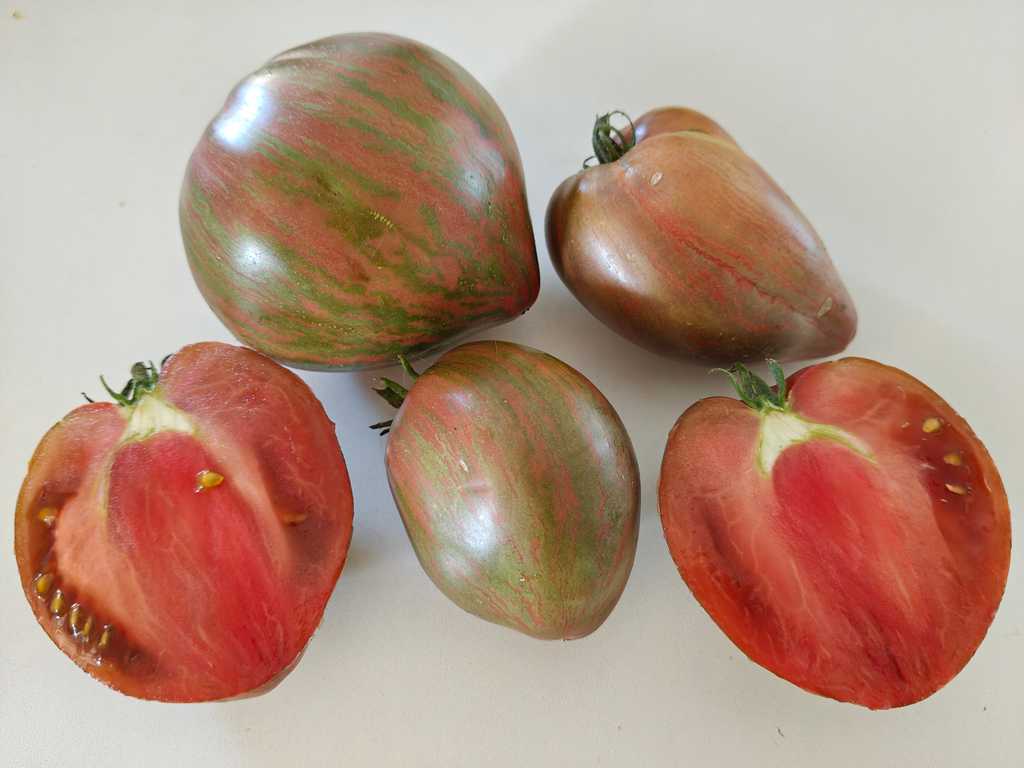 Dwarf Purple Heartthrob