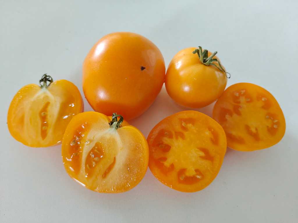 Dwarf Summertime Gold