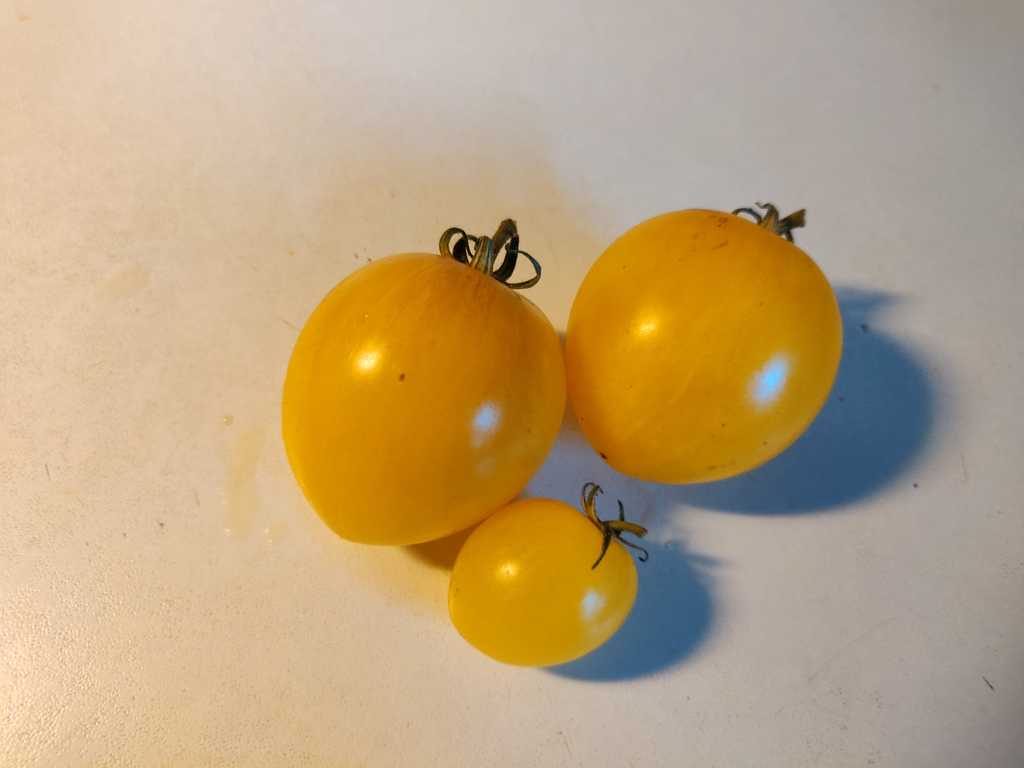 Dwarf Sweet Splash Electra