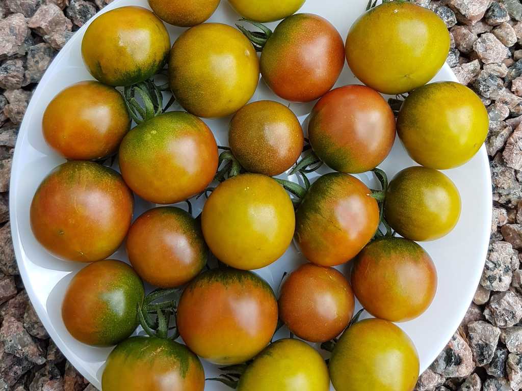 Emerald Green Cherry