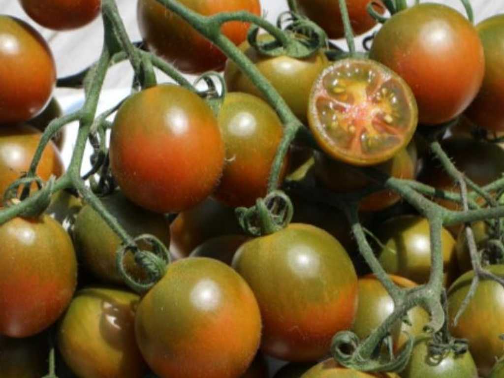 Evil Olive