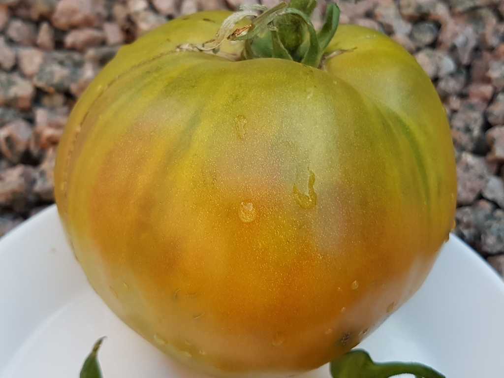 Fistashkovyj Velikan, Pistasch Jätte