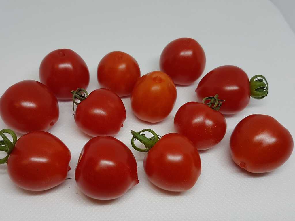 Gardener's Sweetheart 