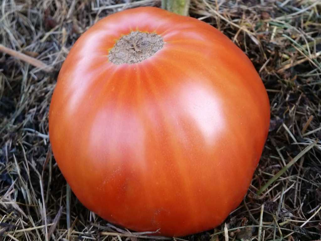 George Detsika's Italian Red