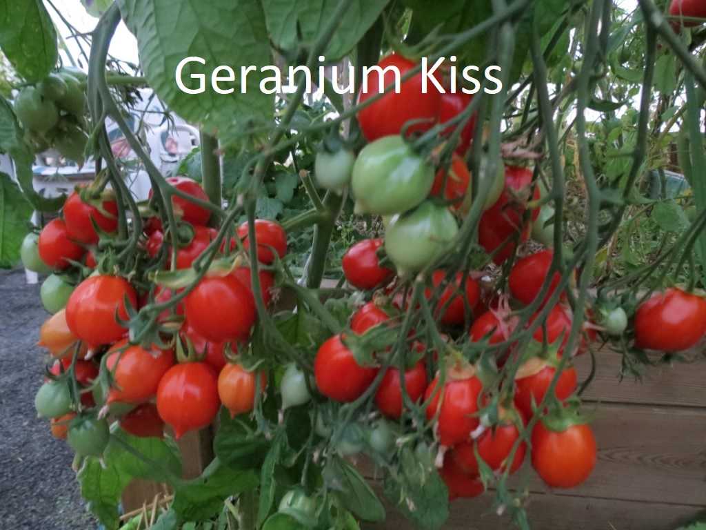 Geranium Kiss
