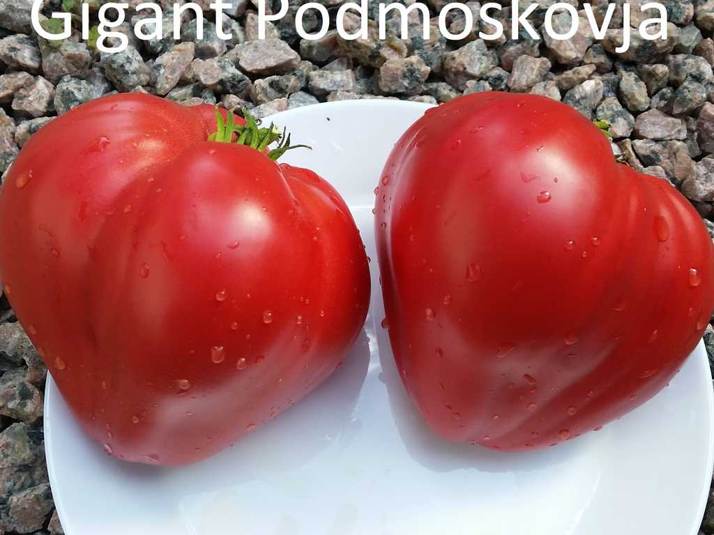 Gigant Podmoskovja