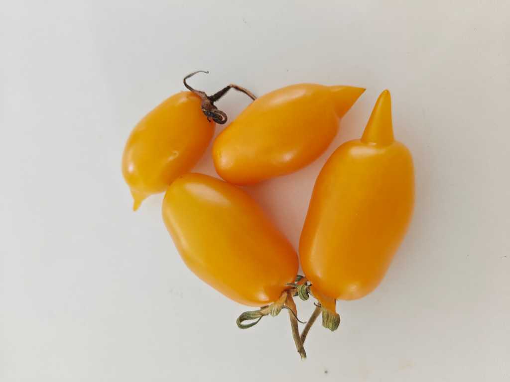 Golden Canary - Zolotaya Kanareyka