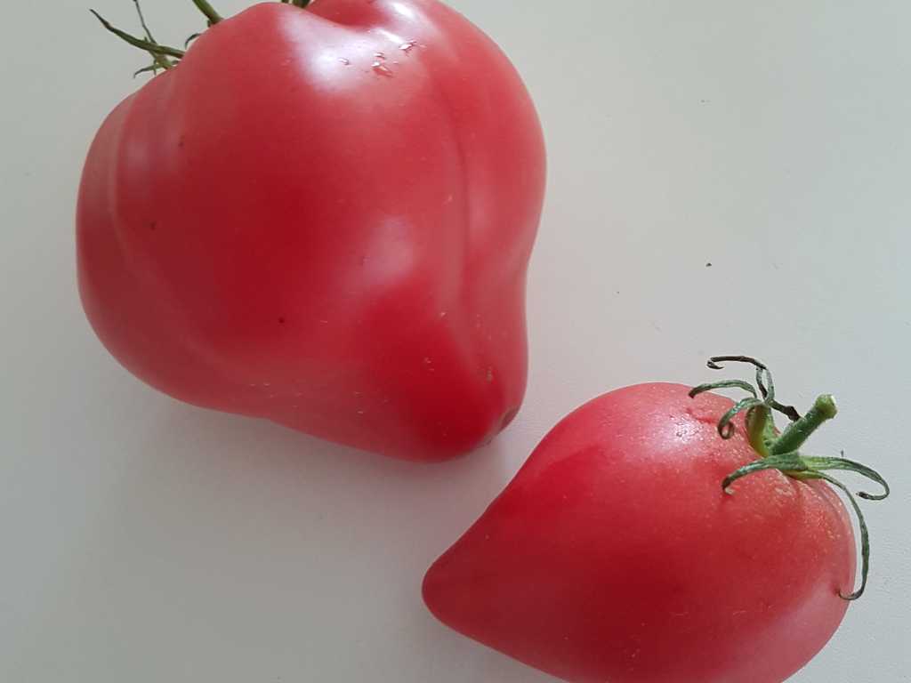 Grandpa’s Coсk’s Plumе, Dedushkino Petushinnoje Pöryshko