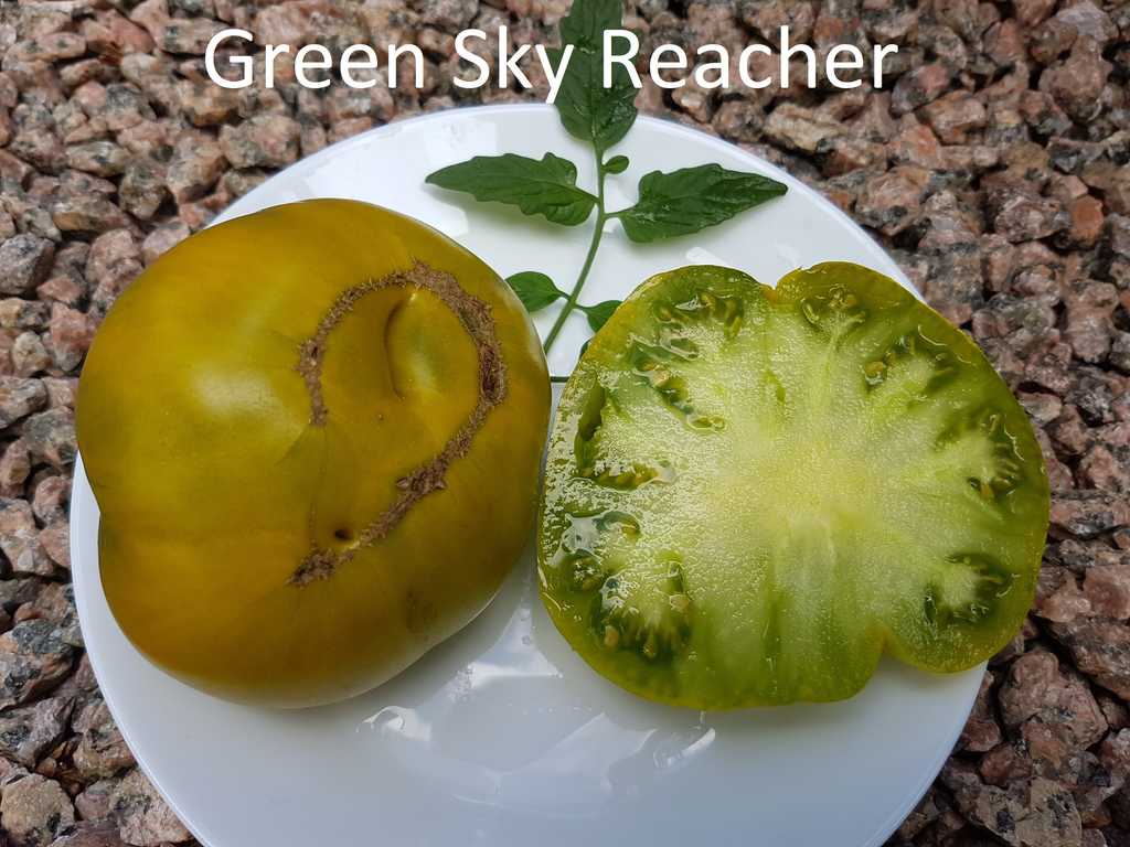 Green Sky Reacher