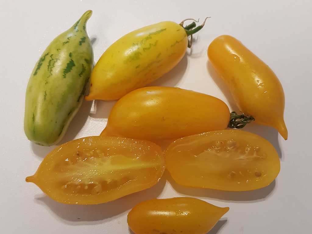 Guinel Sweety, Guinel Yellow 