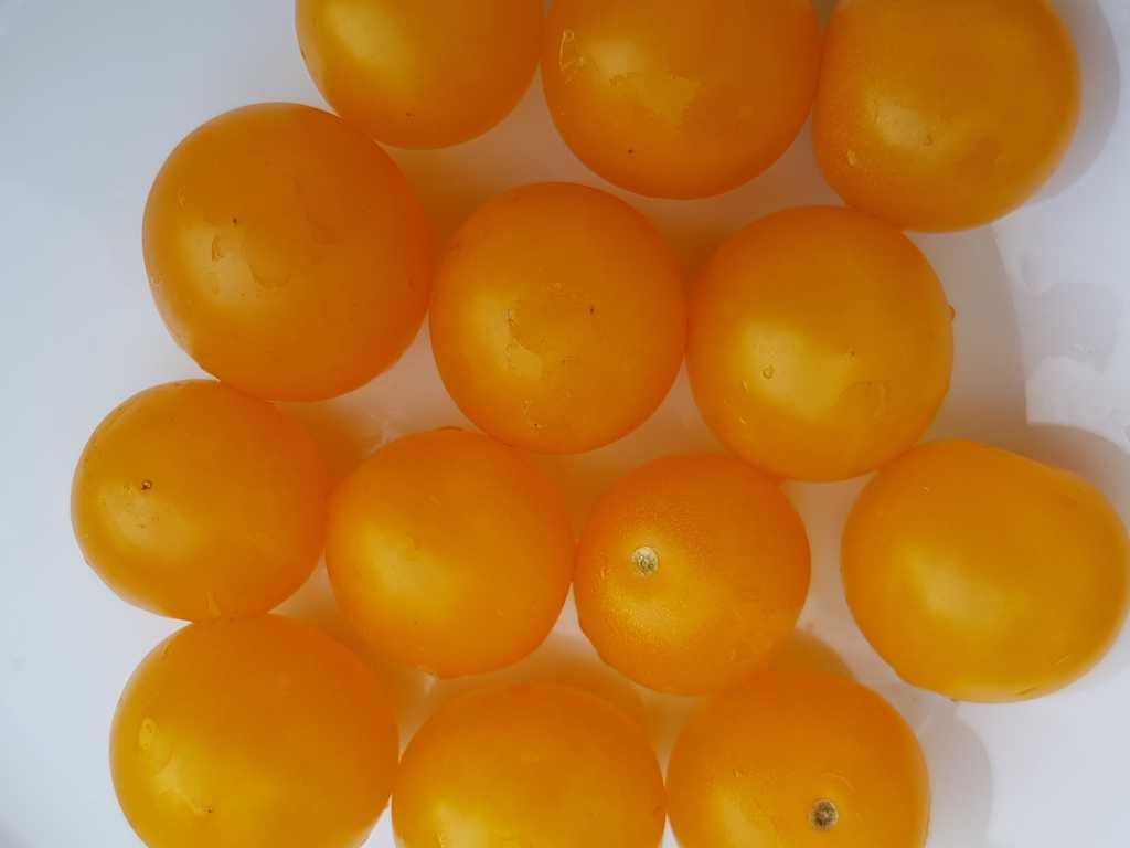 Gul Luvan, Zoltaja Shapochka 