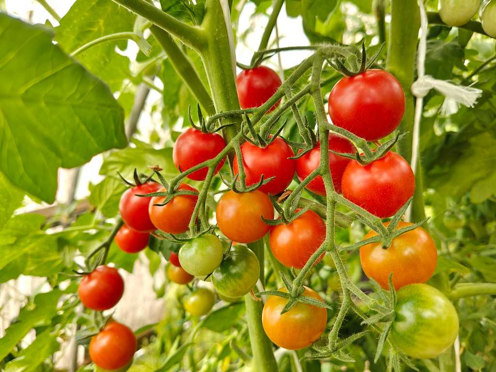 Honigtomaten
