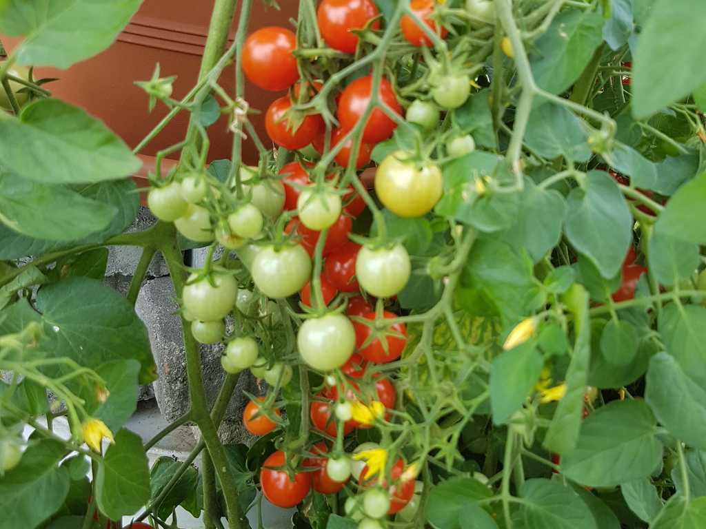 Hundreds and Thousands -100 &1000