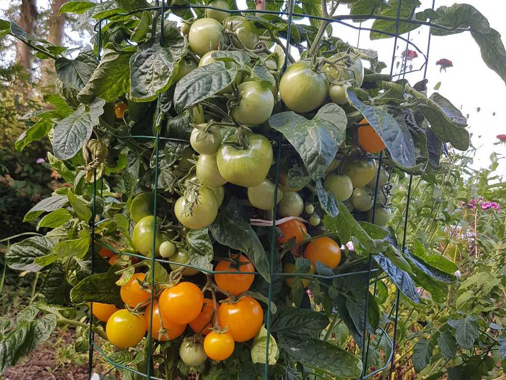 Ijunskije (Juni) gul